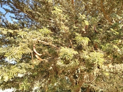 Acacia pachyceras