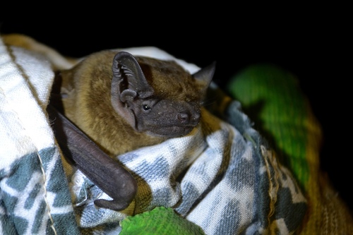 Common Noctule, Багратионовский р-н, Калининградская обл., Россия, photo 10 of 10