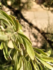 Acacia pachyceras