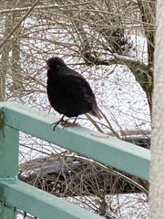 Turdus merula