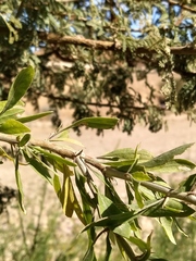 Acacia pachyceras