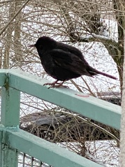 Turdus merula