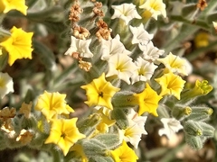 Heliotropium arbainense