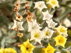 Heliotropium arbainense