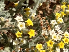 Heliotropium arbainense