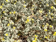 Heliotropium arbainense