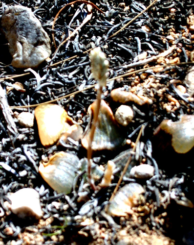Haworthia bayeri