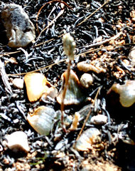 Haworthia bayeri