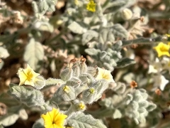 Heliotropium arbainense