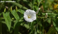 Calystegia sepium sepium