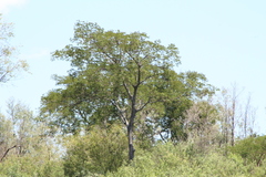 Albizia inundata