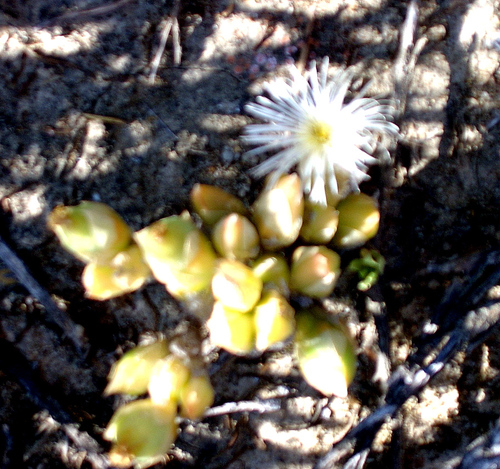 Mesembryanthemum tortuosum