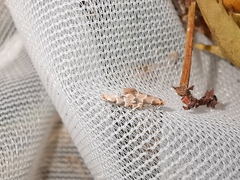 Phyllonorycter trifasciella