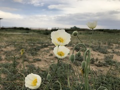 Papaver canescens