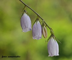 Campanula cretica