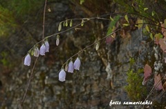 Campanula cretica