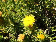 Pteronia onobromoides