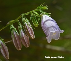 Campanula cretica