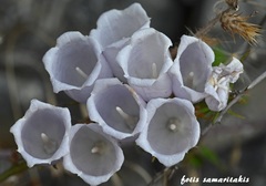 Campanula cretica