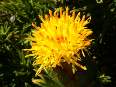 Pteronia onobromoides