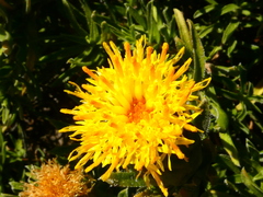 Pteronia onobromoides