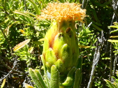 Pteronia onobromoides