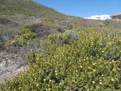 Pteronia onobromoides