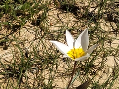 Tulipa biflora