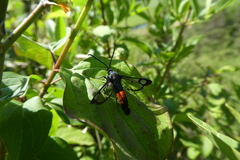 Synanthedon stomoxiformis