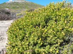 Pteronia onobromoides