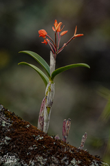 Guarianthe aurantiaca