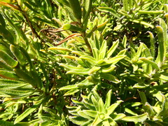 Pteronia onobromoides