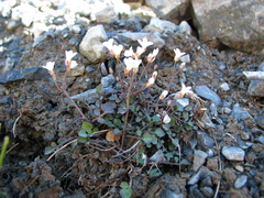 Cardamine glara