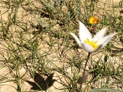Tulipa biflora
