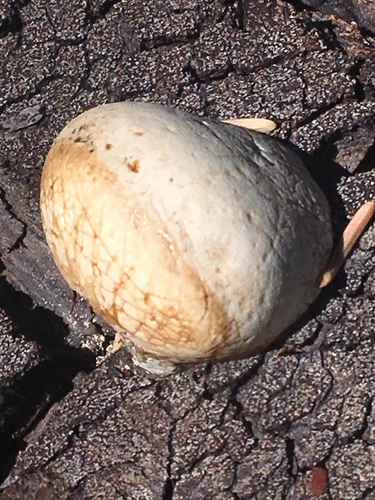 iNaturalist observation photo of Veiled Polypore