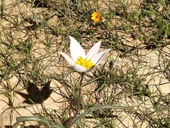 Tulipa biflora