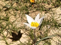 Tulipa biflora