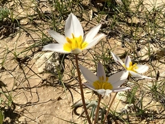 Tulipa biflora