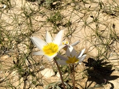 Tulipa biflora