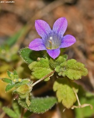 Campanula creutzburgii