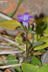Campanula creutzburgii