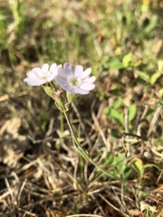 Silene linnaeana