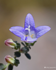 Campanula hierapetrae