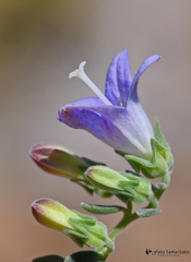 Campanula hierapetrae
