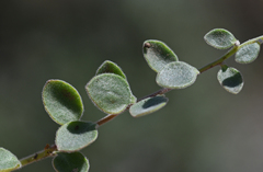 Campanula hierapetrae