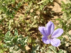 Erodium ciconium