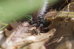 Camponotus aethiops
