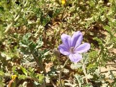 Erodium ciconium