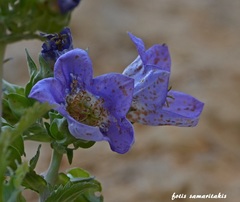 Campanula laciniata