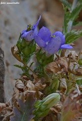 Campanula laciniata